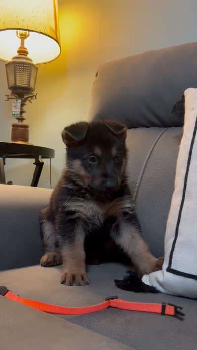 German Shepherd Orange , a male German Shepherd Dog for sale in Sharpsburg, MD – 6 of 9