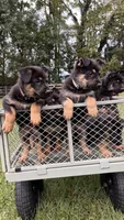 German Shepherd Orange , a male German Shepherd Dog for sale in Sharpsburg, MD – 5 of 9