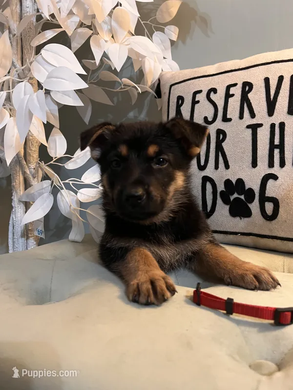 German Shepherd Red – German Shepherd Dog puppy for sale in Sharpsburg, MD