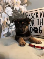 German Shepherd Red, a female German Shepherd Dog for sale in Sharpsburg, MD – 1 of 9
