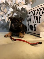 German Shepherd Red, a female German Shepherd Dog for sale in Sharpsburg, MD – 4 of 9
