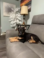 German Shepherd puppy light purple , a female German Shepherd Dog for sale in Sharpsburg, MD – 8 of 10