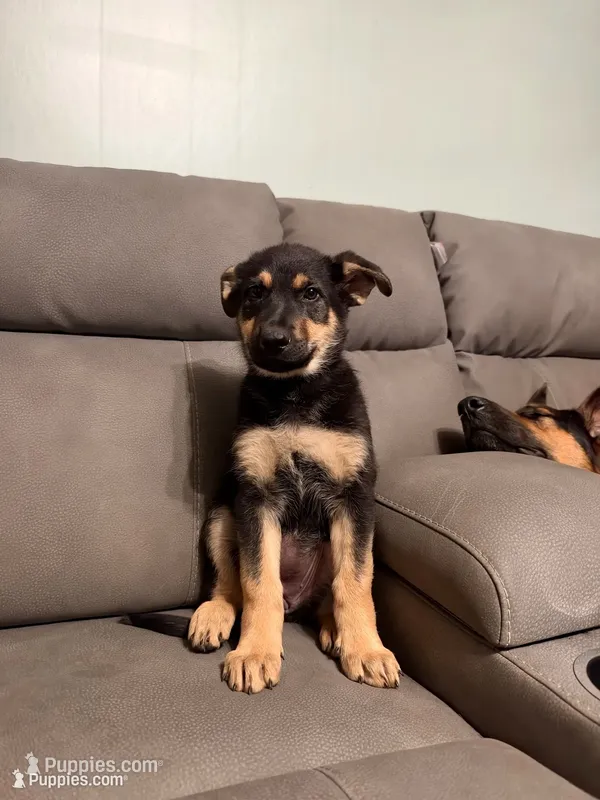 German shepherd puppy pink – German Shepherd Dog puppy for sale in Sharpsburg, MD