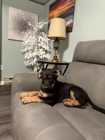 German Shepherd puppy light purple , a female German Shepherd Dog for sale in Sharpsburg, MD – 6 of 10