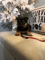 German Shepherd Red, a female German Shepherd Dog for sale in Sharpsburg, MD – 8 of 9