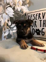 German Shepherd Red, a female German Shepherd Dog for sale in Sharpsburg, MD – 5 of 9