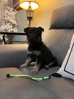 German shepherd Green , a female German Shepherd Dog for sale in Sharpsburg, MD – 2 of 10