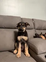 German shepherd puppy pink, a female German Shepherd Dog for sale in Sharpsburg, MD – 5 of 8
