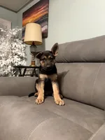 German Shepherds puppy Blue, a male German Shepherd Dog for sale in Sharpsburg, MD – 5 of 10