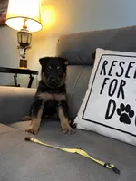 German Shepherd Yellow , a male German Shepherd Dog for sale in Sharpsburg, MD – 3 of 8