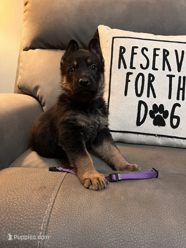 German Shepherd Purple – German Shepherd Dog puppy for sale in Sharpsburg, MD