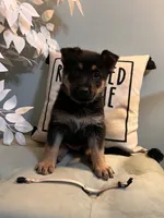 German Shepherd light purple , a female German Shepherd Dog for sale in Sharpsburg, MD – 2 of 5