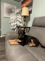 German Shepherd puppy light purple , a female German Shepherd Dog for sale in Sharpsburg, MD – 7 of 10