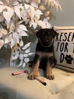 German Shepherd Pink , a female German Shepherd Dog for sale in Sharpsburg, MD – 10 of 10