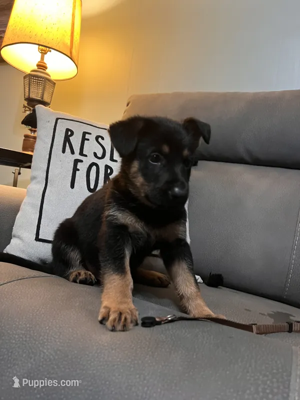 German Shepherd Brown – German Shepherd Dog puppy for sale in Sharpsburg, MD
