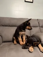 German Shepherd puppy Brown No collar , a female German Shepherd Dog for sale in Sharpsburg, MD – 8 of 10