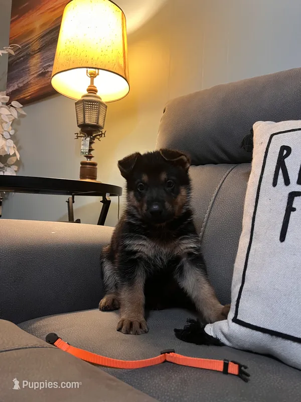German Shepherd Orange  – German Shepherd Dog puppy for sale in Sharpsburg, MD