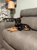 German Shepherd puppy light purple , a female German Shepherd Dog for sale in Sharpsburg, MD – 4 of 10