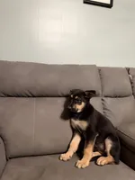German shepherd puppy pink, a female German Shepherd Dog for sale in Sharpsburg, MD – 3 of 8