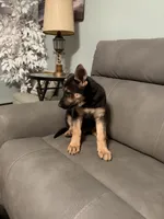 German Shepherds puppy Blue, a male German Shepherd Dog for sale in Sharpsburg, MD – 8 of 10