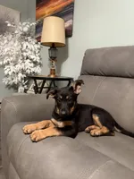 German Shepherd puppy light purple , a female German Shepherd Dog for sale in Sharpsburg, MD – 9 of 10
