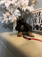 German Shepherd Red, a female German Shepherd Dog for sale in Sharpsburg, MD – 7 of 9