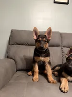 German Shepherd puppy Brown No collar , a female German Shepherd Dog for sale in Sharpsburg, MD – 5 of 10