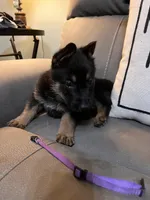 German Shepherd Purple, a male German Shepherd Dog for sale in Sharpsburg, MD – 2 of 9