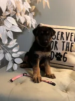 German Shepherd Pink , a female German Shepherd Dog for sale in Sharpsburg, MD – 5 of 10