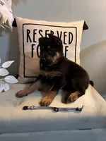 German Shepherd Gray, a female German Shepherd Dog for sale in Sharpsburg, MD – 7 of 8
