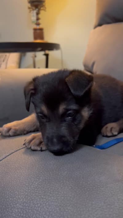 German Shepherds Blue, a male German Shepherd Dog for sale in Sharpsburg, MD – 10 of 10