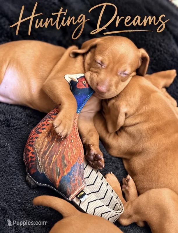 vizsla  – Vizsla puppy for sale in Saluda, SC