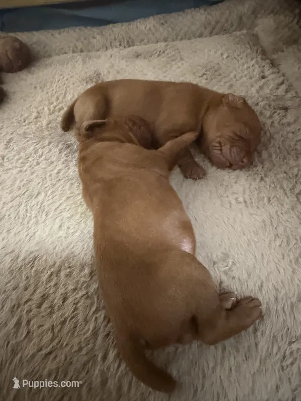 Vizsla M – Vizsla puppy for sale in Saluda, SC