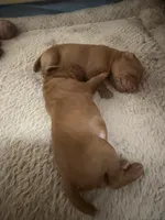 Vizsla M, a male Vizsla for sale in Saluda, SC – 1 of 1