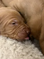 vizsla , a male Vizsla for sale in Saluda, SC – 3 of 4