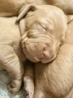 vizsla , a male Vizsla for sale in Saluda, SC – 2 of 4