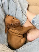 Vizsla F , a female Vizsla for sale in Saluda, SC – 2 of 3