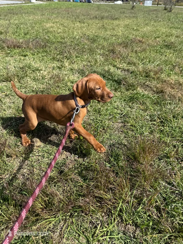 Vizsla F  – Vizsla puppy for sale in Saluda, SC