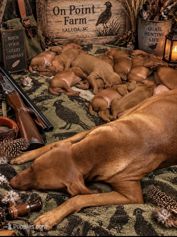 vizsla  – Vizsla puppy for sale in Saluda, SC
