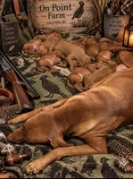 vizsla , a male Vizsla for sale in Saluda, SC – 1 of 4