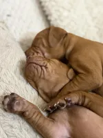 vizsla , a male Vizsla for sale in Saluda, SC – 4 of 4