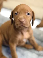 Vizsla F , a female Vizsla for sale in Saluda, SC – 3 of 3