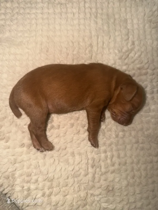 Vizsla F  – Vizsla puppy for sale in Saluda, SC