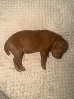 Vizsla F , a female Vizsla for sale in Saluda, SC – 1 of 1
