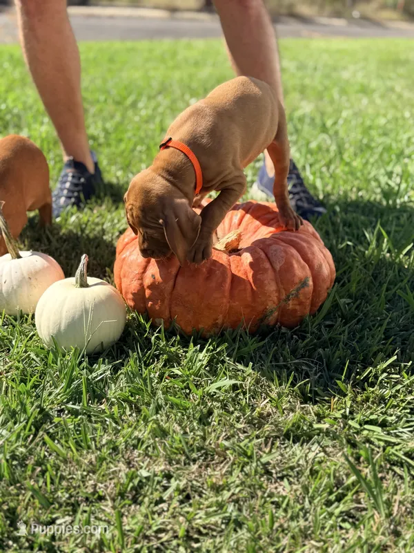 vizsla  – Vizsla puppy for sale in Saluda, SC