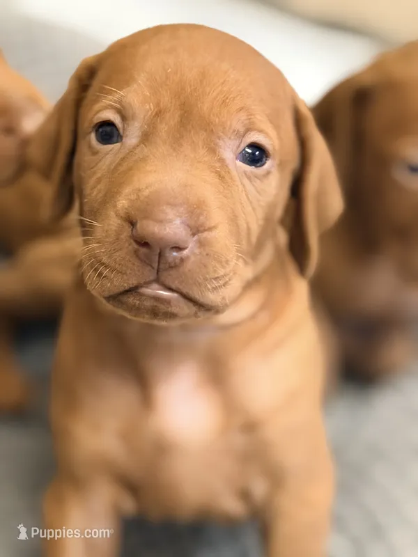 Vizsla F  – Vizsla puppy for sale in Saluda, SC
