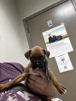 Unnamed , a male Boxer for sale in Baytown, TX – 2 of 4