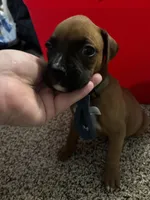 Unnamed , a male Boxer for sale in Baytown, TX – 4 of 4