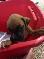Unnamed , a male Boxer for sale in Baytown, TX – 3 of 4