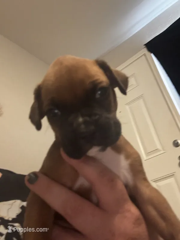 Unnamed  – Boxer puppy for sale in Baytown, TX